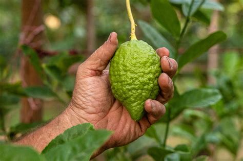 sukkot story  drama loss redemption  ancient citrus fruit