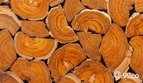 Mengenal Kayu Jati: Jenis, Kelebihan, dan Kekurangannya untuk Rumah