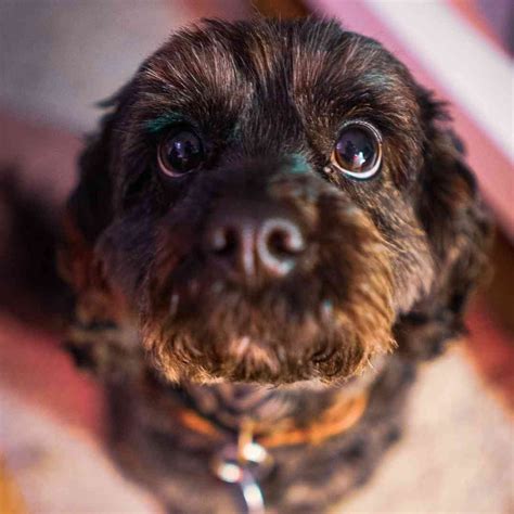 training cavoodles  realistic honest cavoodle training guide