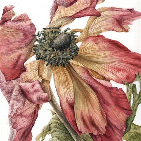 Botanical Artistry: Plants, Projects And Processes (Botanical Art