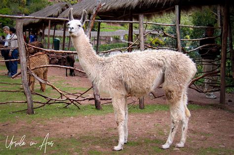altitude camelids   sacred valley     peruvian