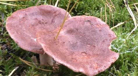 Горькушка (Lactarius rufus), сухарка, горький груздь - гриб наших лесов