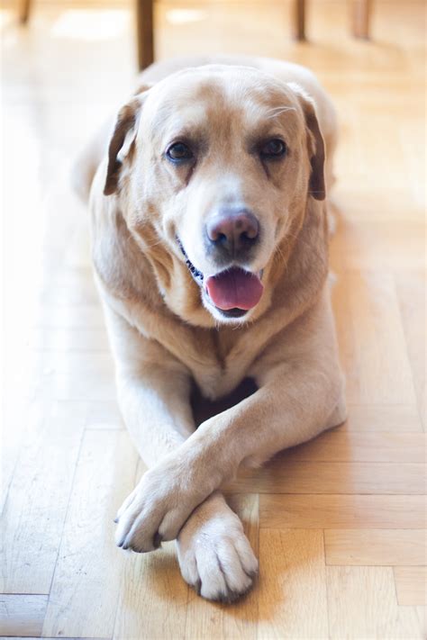 Labrador Jaune Adulte