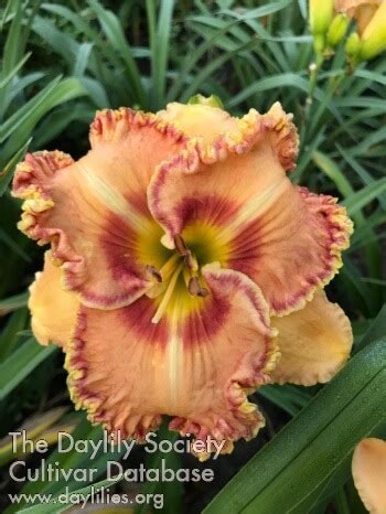 SUNRISE OVER DIAMOND HEAD – Indian Camp Daylilies