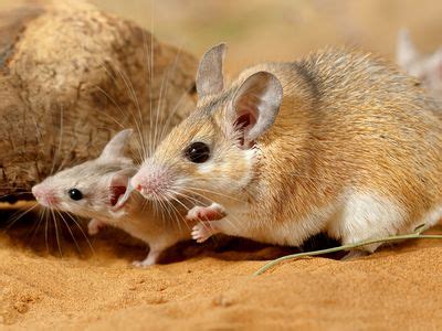 African spiny mouse | Adaptations, Behavior & Habitat | Britannica