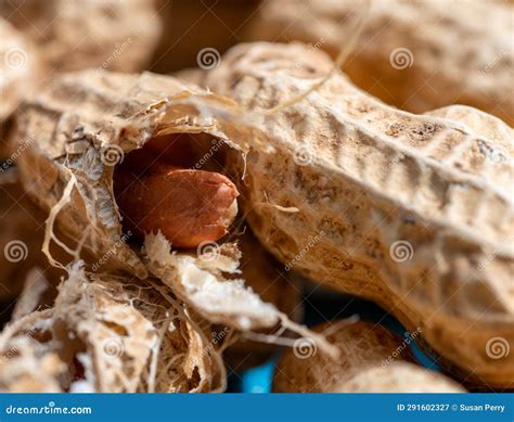 close    peanut   shell stock image image  close