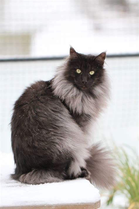 Black Smoke Norwegian Forest Kitten