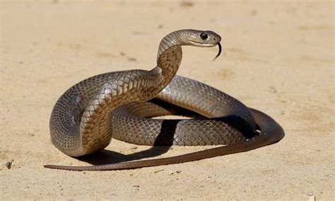 The 4 Most Aggressive Snakes In The World - A-Z Animals