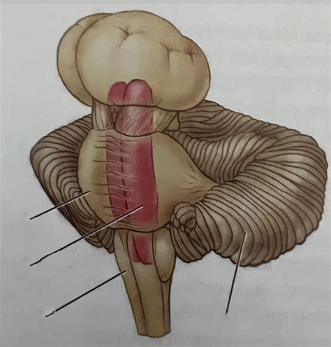 diagram 5 - brain stem Diagram | Quizlet