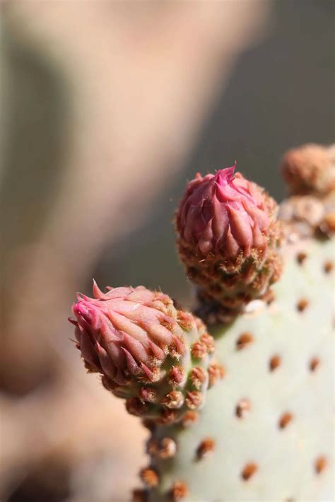 Spring Brings Vibrant Cactus Flowers to the Mojave Desert