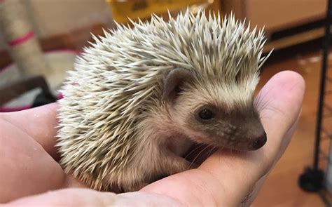 Hedgehog Diet- List of best food for Hedgehogs