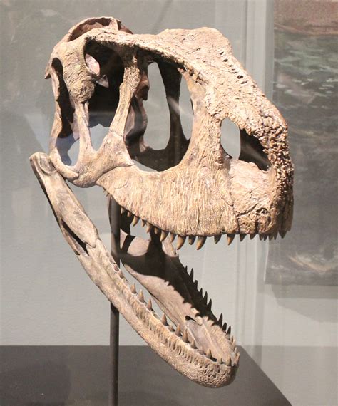 File:Rugops skull.jpg - Wikimedia Commons