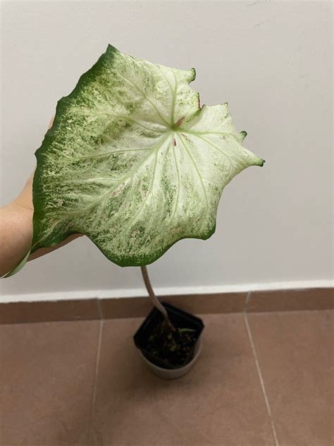 Caladium Moonlight, Furniture & Home Living, Gardening, Plants & Seeds ...