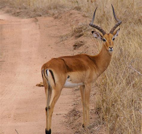 Antelope Flashcards | Memorang