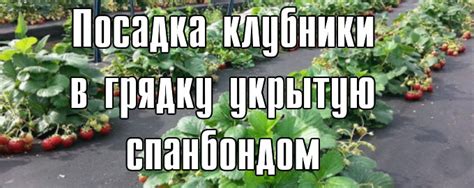 Посадка клубники в грядку укрытую спанбондом. - Огород у Эдуарда