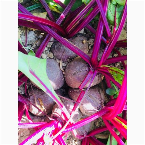 Vadan vadan — Agro-Kazakhstan