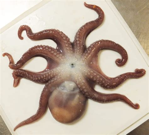 Scientists Have Discovered a New Deep-Sea Octopus - environment coastal