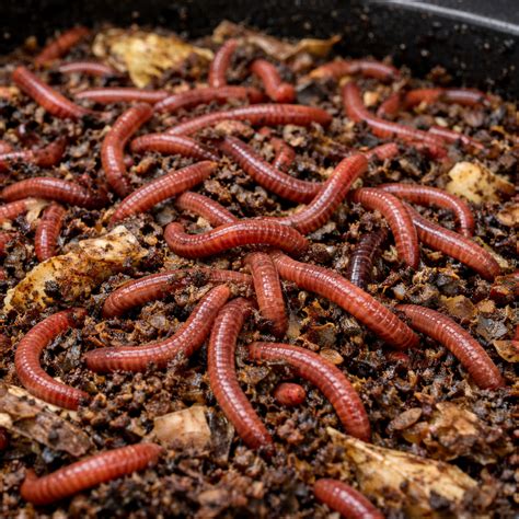 diy worm composting bin      uncle jims worm farm