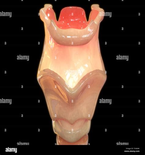 Pharynx Anatomy Model
