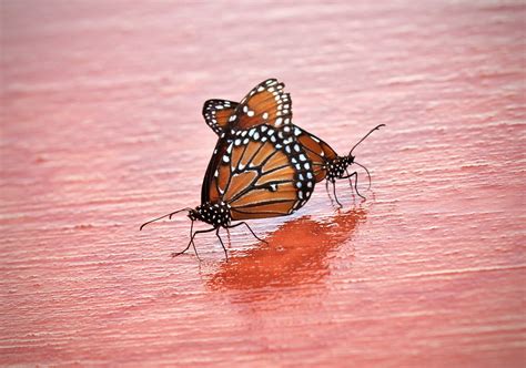 Mating Queen butterflies by Monkeystyle3000 on DeviantArt