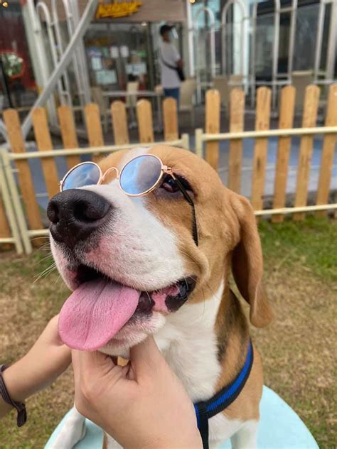 "It's called FASHION. Ever heard of... - Baileys The Beagle