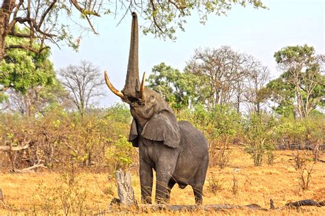 large herbivores  large carnivores size  evolution analysis