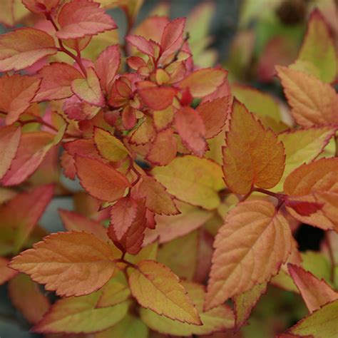 Спирея японская «Firelight» - Spiraea japonica «Firelight»