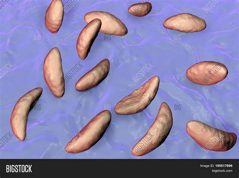 Parasitic Protozoans Image & Photo (Free Trial) | Bigstock