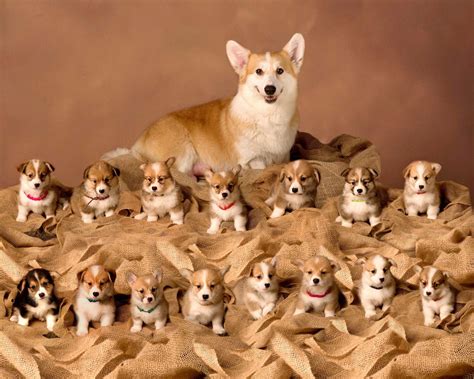 A Lot Of Corgi Puppies