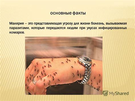 Презентация на тему: "МАЛЯРИЯ Малярия (англ. malaria; франц. paludisme ...