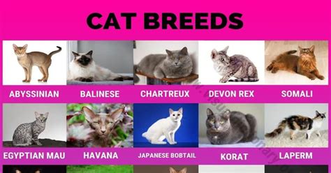 Cat Breeds: 50 Most Popular Breeds of Cats around the World - Visual ...