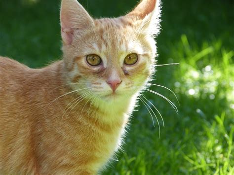 Kostenlose foto : süß, Haustier, Jung, Kätzchen, Fauna, Whiskers