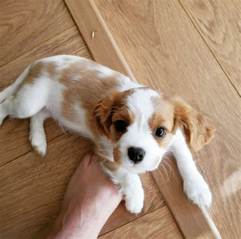 15 Adorable Photos Of Cavalier King Charles Spaniel Puppies With Pure ...