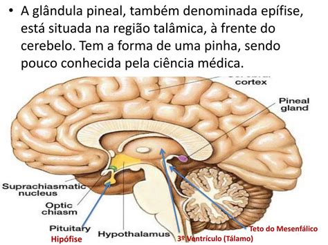 Glandula Pineal Funcao - PPT - A Glândula Pineal PowerPoint Presentation, free download - ID:2373507