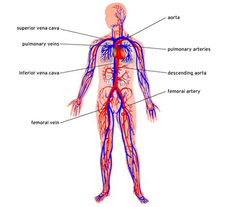 Circulatory System | Circulatory System for Kids | The Circulatory System | Diseases Pictures