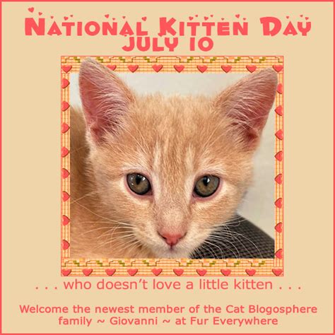 Fur Everywhere: National Kitten Day: 13 Facts About Kittens You May Not ...