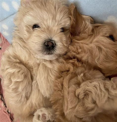 My maltipoo babies🥺 : r/Maltipoo