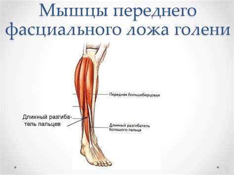Апоневрозы нижних конечностей - презентация онлайн