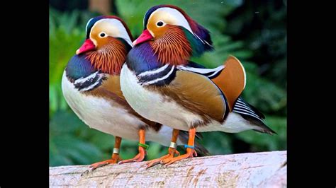 птичка мандаринка bird Mandarin duck - YouTube