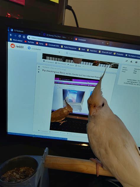 Angel joining pip and Benji! : r/cockatiel