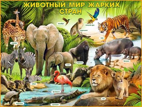 Плакат "Животный мир жарких стран" (P2-219) - купить в Москве недорого ...