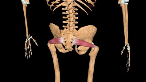 Piriformis Syndrome - Path to Wellness Integrated Health | Fort Worth, TX