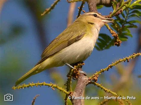 CHIVÍ CHIVI – Aves Argentinas