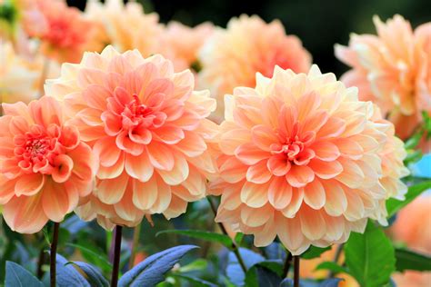beautiful flowers pictures  names  flower site