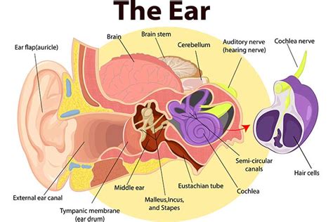 30 Fascinating Facts And Diagram Of The Ear For Kids