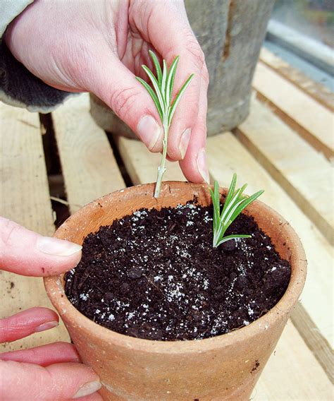 how to propagate rosemary from cuttings 14