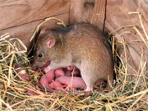 Rat | Rodent Species, Habitats & Characteristics | Britannica 