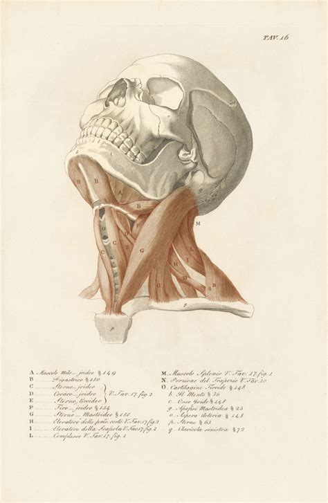 The Art of Anatomy: 16 Anatomical Drawings and Engravings - Realism Today