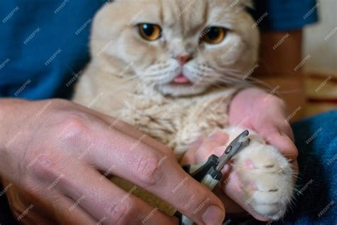 Premium Photo | How to trim cat claws cats claw care trimming hands scissors claws