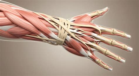 anatomy   human hand revealing muscles tendons  bones stock
